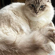 Ayden a rejoint le concours — aidez-le/la à gagner de superbes lots ! animal, blue_eyes, cat, close_up, cute, domestic, feline, fluffy, fur, indoor, light, mammal, pet, portrait, relaxed, resting, soft, tabby, whiskers, window