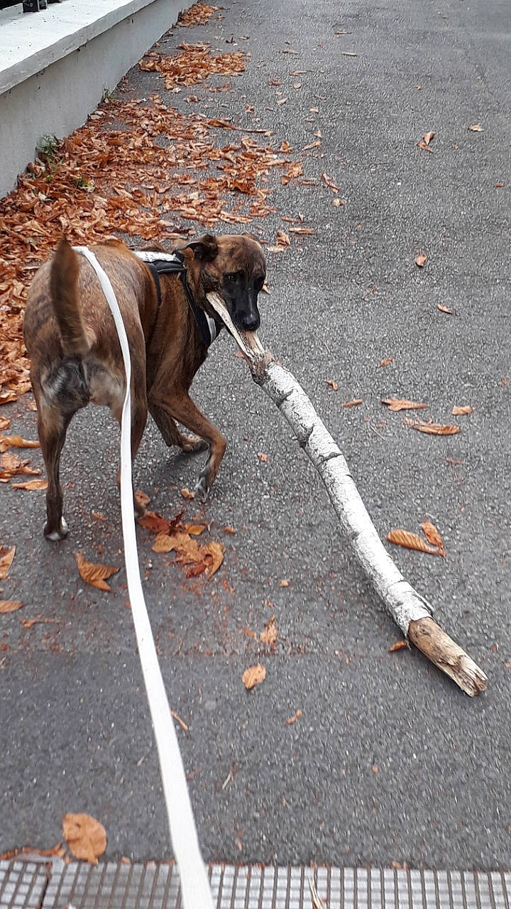 Menphis a rejoint le concours — aidez-le/la à gagner de superbes lots ! asphalt, carnivore, collar, dog, dog_breed, dog_collar, dog_supply, fashion_accessory, leash, liver, pet_supply, rampur_greyhound, road, road_surface, sidewalk, sighthound, street_dog, tail, tar, working_animal