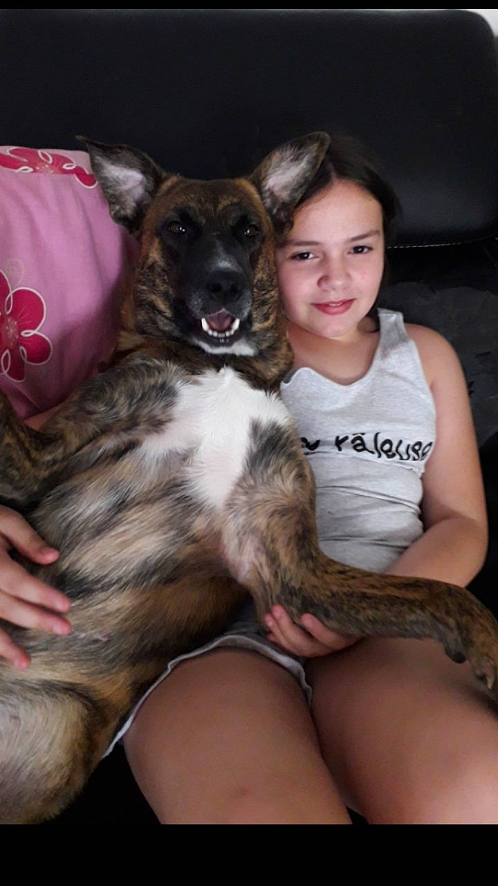 Menphis a rejoint le concours — aidez-le/la à gagner de superbes lots ! active_tank, canidae, carnivore, comfort, companion_dog, dog, dog_breed, fawn, flash_photography, fur, happy, lap, sitting, sleeveless_shirt, smile, sporting_group, terrestrial_animal, working_animal, working_dog