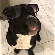 Youyou participe au concours pour gagner de l'argent avec cette photo : dog, black_and_white, sunglasses, pet, indoor, floor, tile, cute, animal, portrait, sitting, funny, tongue, closeup, companion, domestic, muzzle, paws, canine, accessory