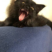 Crocmou participe au concours pour gagner de l'argent avec cette photo : animal, black_cat, blue_surface, claws, close_up, cute, domestic_cat, expression, feline, fur, furry, indoor, kitten, mouth_open, pet, playful, portrait, tongue_out, whiskers, young_cat