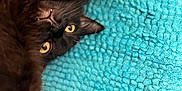 Crocmou a rejoint le concours — aidez-le/la à gagner de superbes lots ! animal, black_cat, cat, close_up, cute, feline, fluffy, fur, indoor, paw, pet, playful, portrait, relaxed, sleepy, texture, turquoise_rug, upside_down, whiskers, yellow_eyes