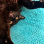 animal, black_cat, cat, close_up, cute, feline, fluffy, fur, indoor, paw, pet, playful, portrait, relaxed, sleepy, texture, turquoise_rug, upside_down, whiskers, yellow_eyes
