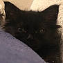 animal, black_cat, blanket, close_up, comfort, cozy, curious, cute, ears, eyes, furry, home, indoor, kitten, pet, resting, sleepy, soft_texture, whiskers, young