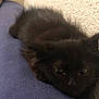 animal, black_cat, blue_surface, close_up, companion, cozy, cute, domestic_cat, feline, furry, indoor, kitten, lying_down, pet, relaxed, resting, sleepy, small, soft_texture, young_cat