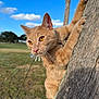 cat, ginger_cat, tree, outdoor, grass, sky, clouds, whiskers, paws, animal, nature, closeup, sunlight, amber_eyes, curious, climbing, daylight, mammal, pet, adventure