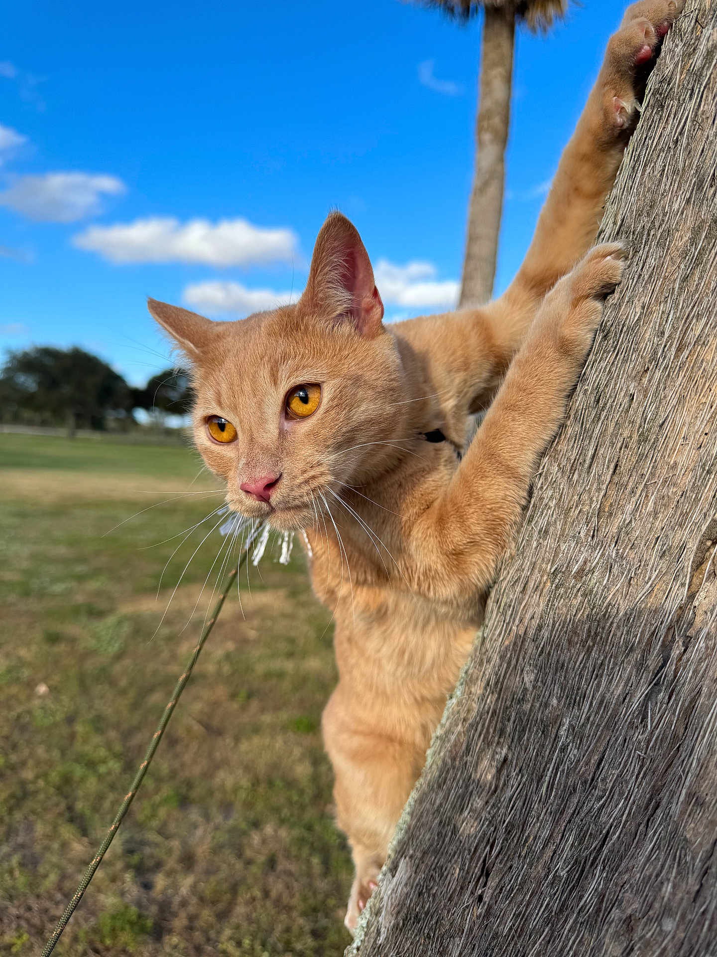 Clay joined the competition — help win amazing prizes! cat, ginger_cat, tree, outdoor, grass, sky, clouds, whiskers, paws, animal, nature, closeup, sunlight, amber_eyes, curious, climbing, daylight, mammal, pet, adventure