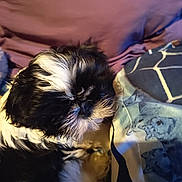 Aloha a rejoint le concours — aidez-le/la à gagner de superbes lots ! dog, black_and_white, fluffy, pet, bed, pillow, fabric, indoor, resting, cozy, fur, animal, cute, canine, portrait, close_up, sleepy, domestic, soft_lighting, relaxing