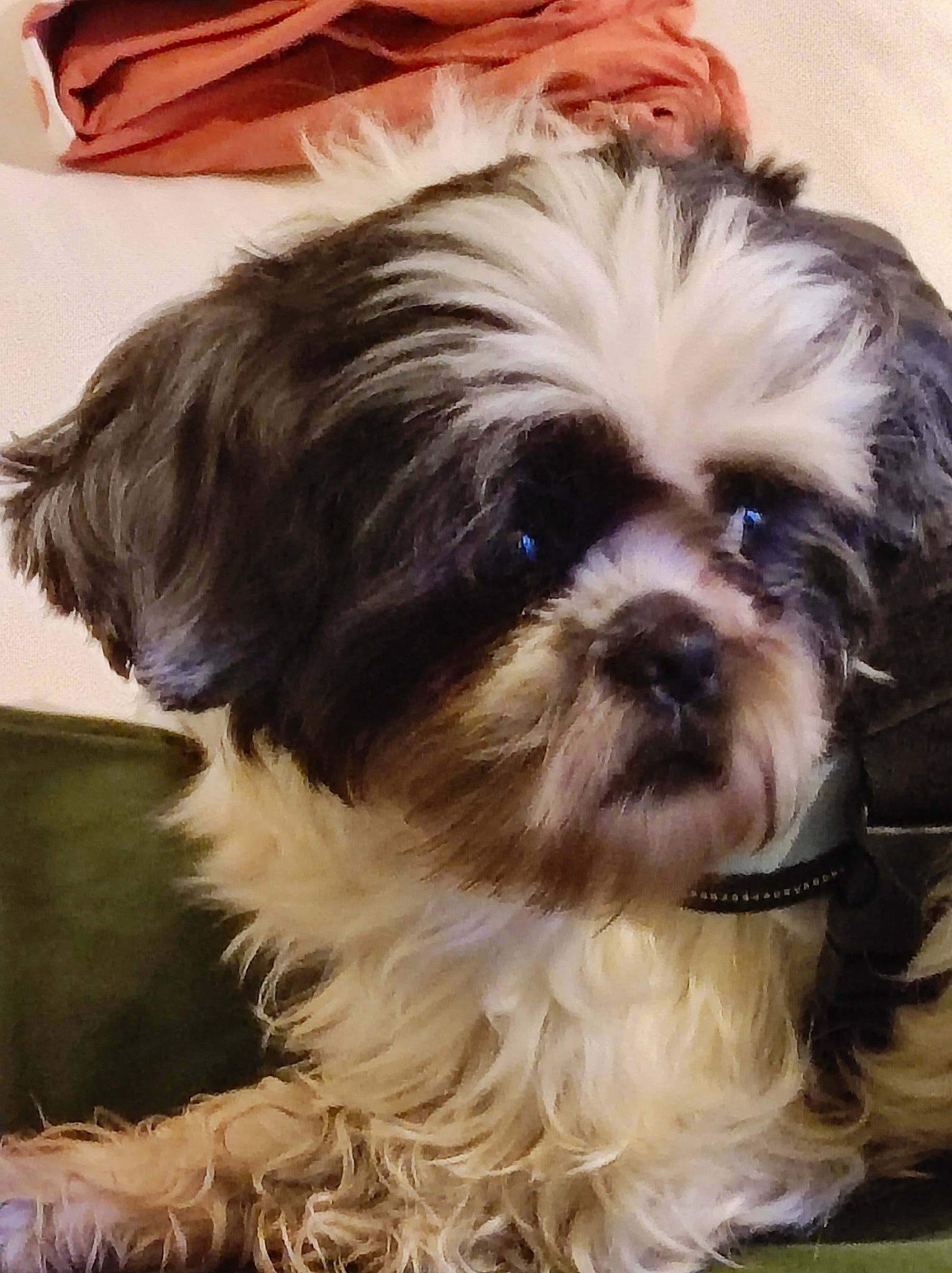 Yoda participe au concours pour gagner de l'argent avec cette photo : bag, biewer_terrier, canidae, carnivore, companion_dog, dog, dog_breed, fawn, fur, liver, luggage_and_bags, maltepoo, non_sporting_group, shih_tzu, small_terrier, snout, sporting_group, terrier, toy_dog, working_animal