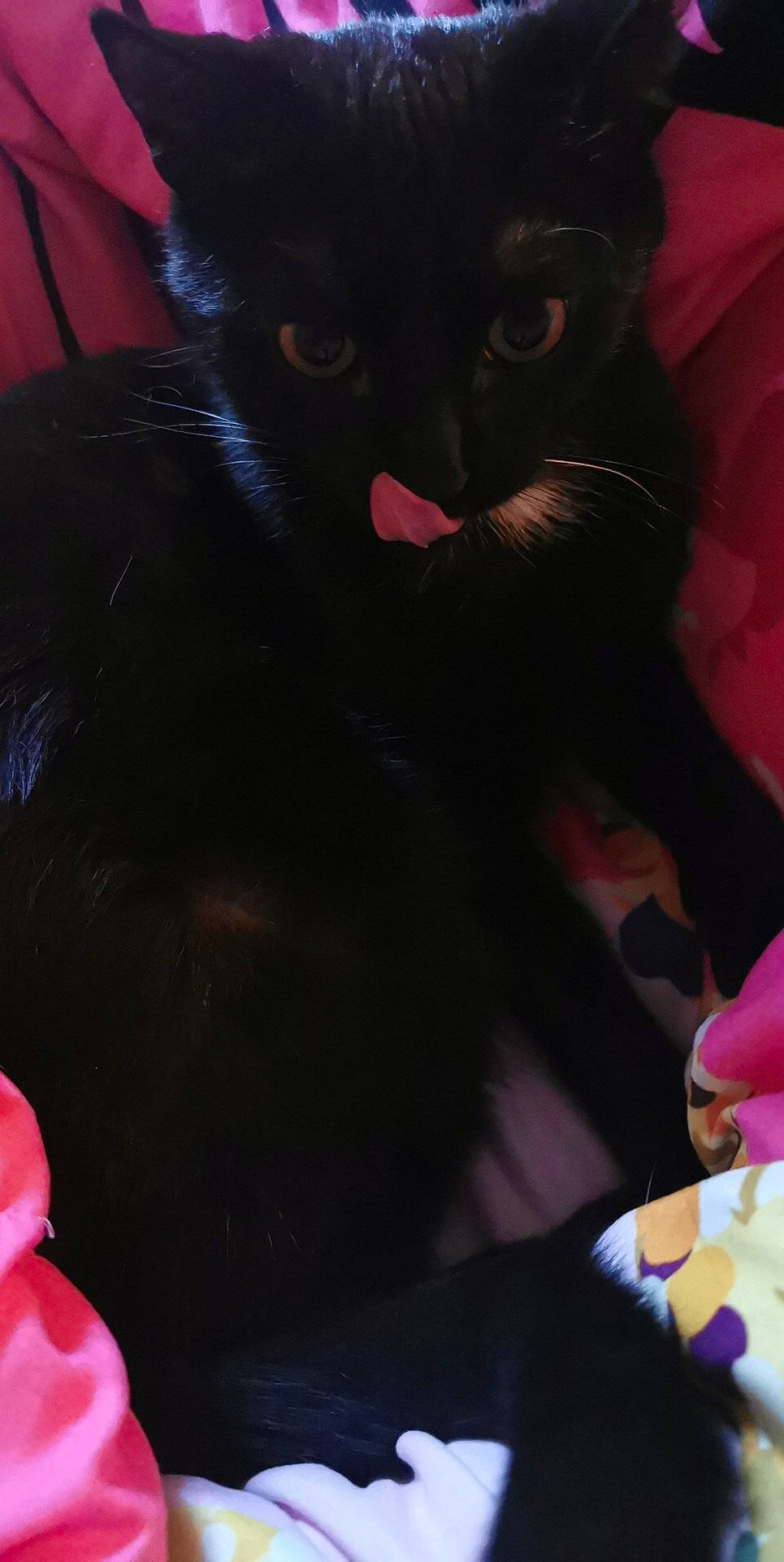 Shadow participe au concours pour gagner de l'argent avec cette photo : black_cat, bombay, carmine, carnivore, cat, felidae, fur, pink, red, small_to_medium_sized_cats, snout, vertebrate, whiskers