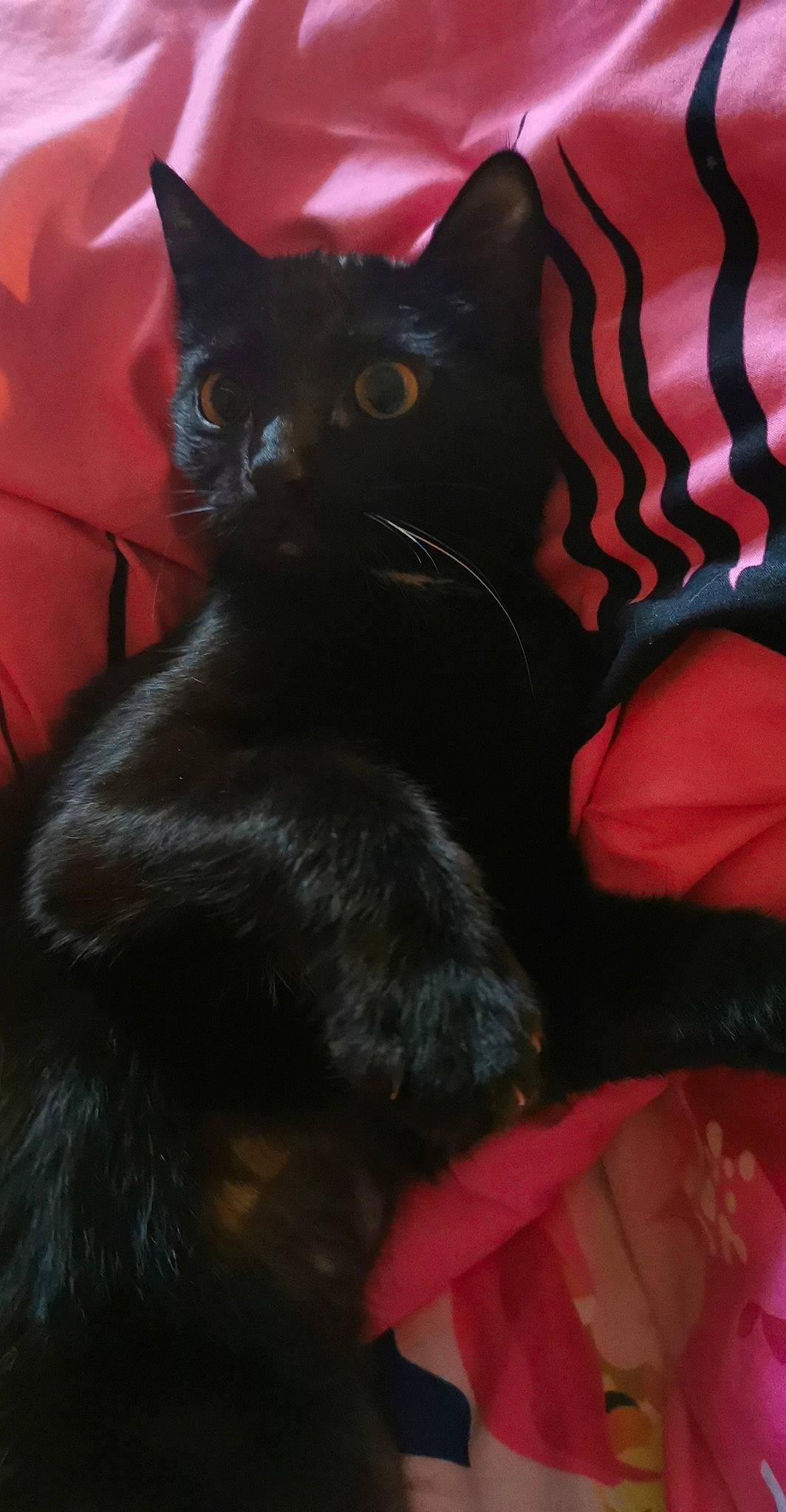 Shadow a rejoint le concours — aidez-le/la à gagner de superbes lots ! black, black_cat, bombay, carnivore, cat, felidae, fur, pink, red, small_to_medium_sized_cats, snout, tail, terrestrial_animal, vertebrate, whiskers