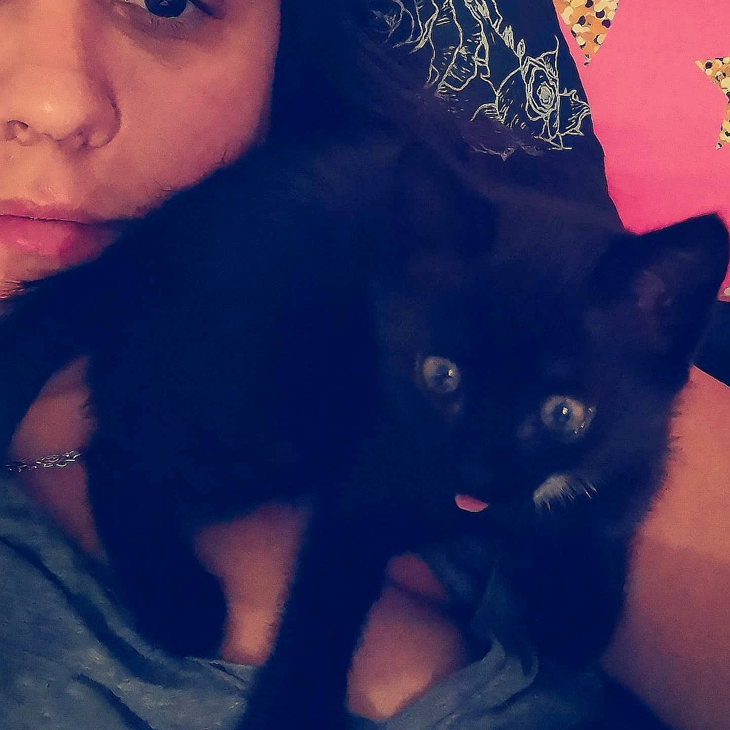 Shadow a rejoint le concours — aidez-le/la à gagner de superbes lots ! black_cat, black_hair, bombay, carnivore, cat, eyelash, felidae, human, interaction, iris, lip, love, mammal, organism, selfie, skin, small_to_medium_sized_cats, snout, vertebrate, whiskers