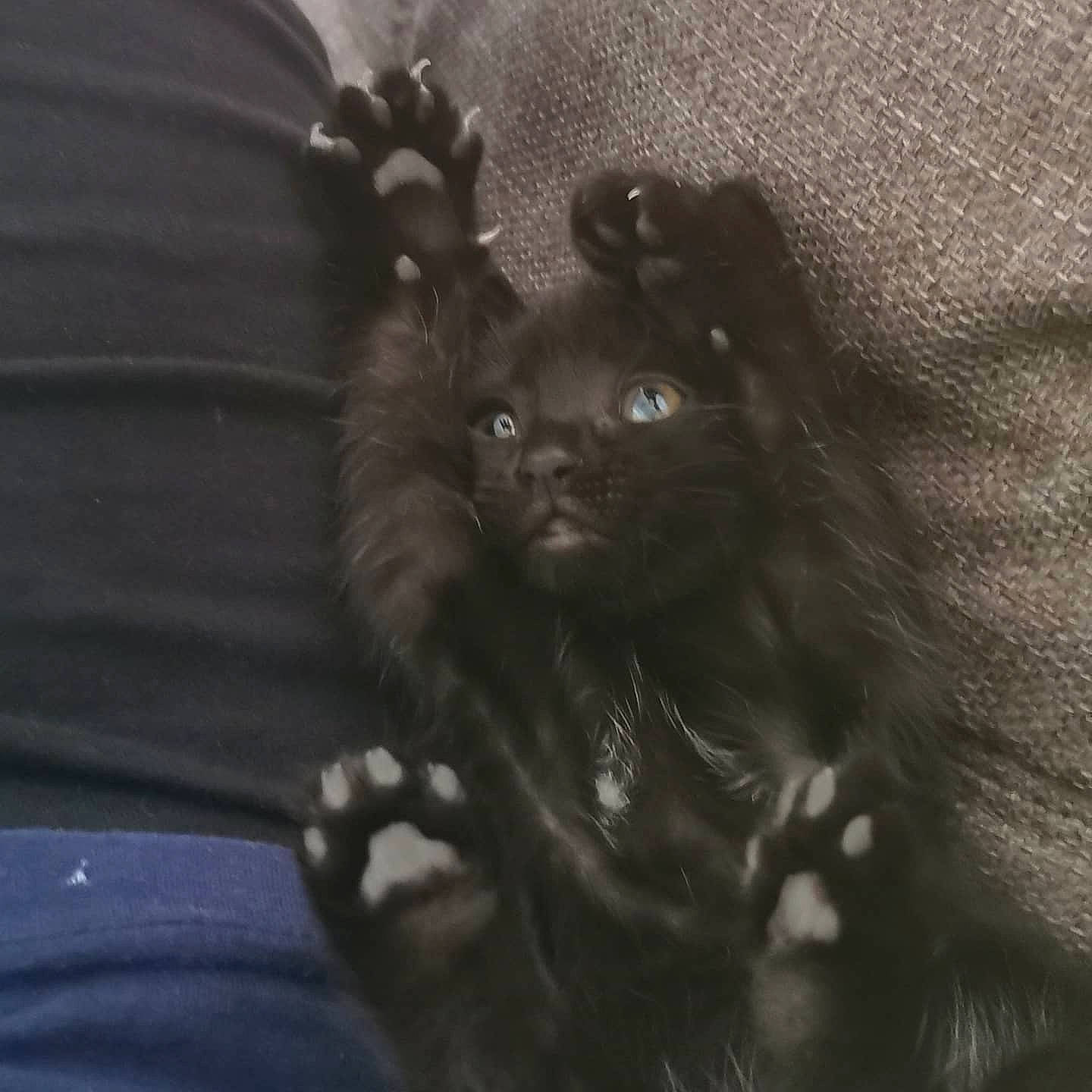 Shadow a rejoint le concours — aidez-le/la à gagner de superbes lots ! black, black_cat, bombay, carnivore, cat, claw, felidae, fur, kitten, small_to_medium_sized_cats, snout, terrestrial_animal, whiskers