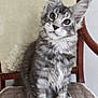 cat, kitten, pet, fur, whiskers, long_ears, gray_tabby, sitting, chair, upholstery, wooden_frame, indoor, portrait, closeup, curious, paws, adorable, furry, young_animal, cute