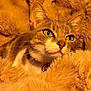 Sky a rejoint le concours — aidez-le/la à gagner de superbes lots ! cat, animal, pet, feline, fur, whiskers, eyes, collar, blanket, soft, cozy, warm, yellow_eyes, close_up, portrait, indoor, resting, comfort, relaxed, cute