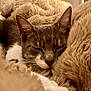 Sky a rejoint le concours — aidez-le/la à gagner de superbes lots ! cat, sleeping, cozy, blanket, furry, gray, white, paws, closeup, indoors, relaxing, cute, pet, fur, resting, warm, comfortable, animal, mammal, whiskers