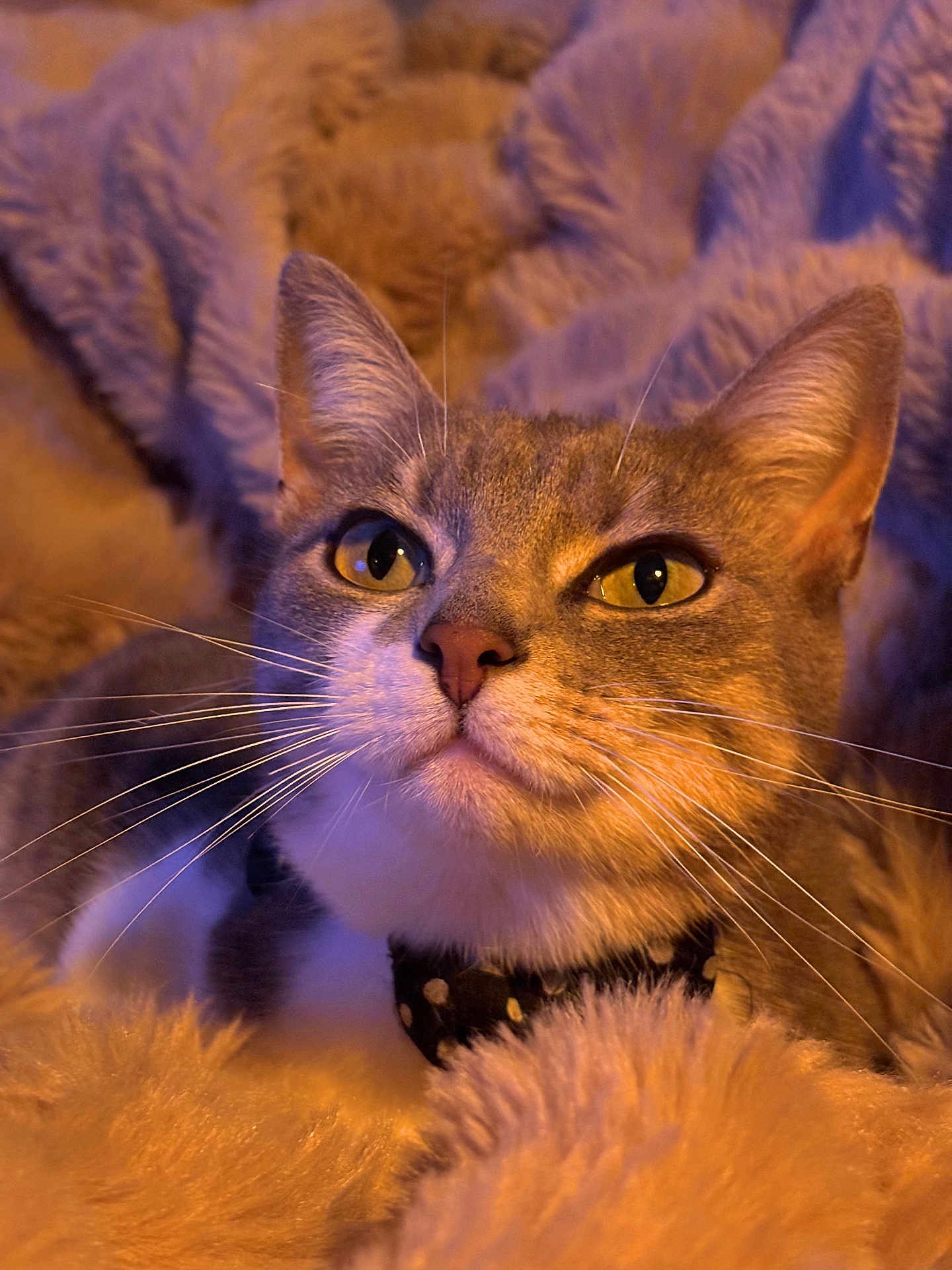 Sky a rejoint le concours — aidez-le/la à gagner de superbes lots ! cat, close_up, pet, whiskers, fur, blanket, cozy, indoor, animal, mammal, portrait, domestic_cat, feline, cute, relaxed, soft, warm_lighting, collar, sleepy, resting