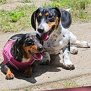 Ayla And Chico is registered to the contest to win money with this photo: dog, dachshund, outdoor, sunlight, pet, canine, animal, grass, concrete, happy, panting, pink_harness, two_dogs, resting, summer, nature, playful, closeup, companions, friendly