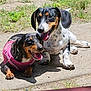 dog, dachshund, outdoor, sunlight, pet, canine, animal, grass, concrete, happy, panting, pink_harness, two_dogs, resting, summer, nature, playful, closeup, companions, friendly
