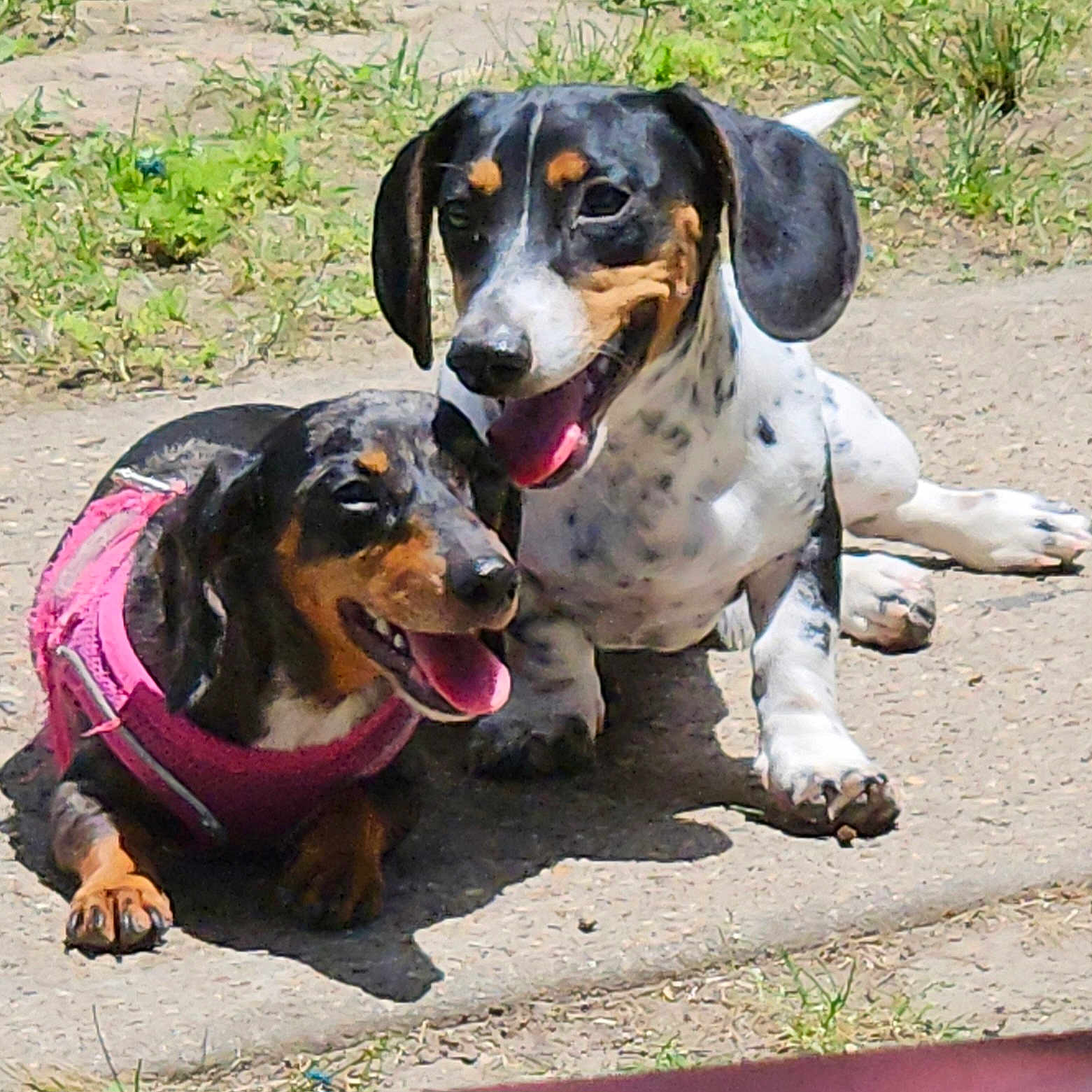 Ayla And Chico is registered to the contest to win money with this photo: animal, canine, closeup, companions, concrete, dachshund, dog, friendly, grass, happy, nature, outdoor, panting, pet, pink_harness, playful, resting, summer, sunlight, two_dogs