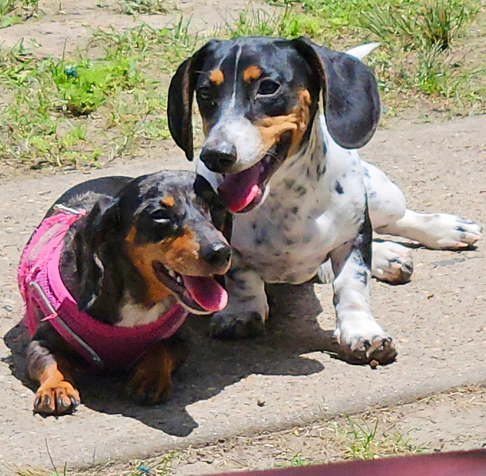 Ayla And Chico is registered to the contest to win money with this photo: dog, dachshund, outdoor, sunlight, pet, canine, animal, grass, concrete, happy, panting, pink_harness, two_dogs, resting, summer, nature, playful, closeup, companions, friendly