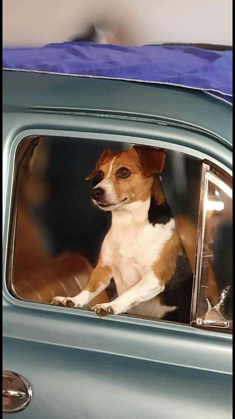 Petit Loulou a rejoint le concours — aidez-le/la à gagner de superbes lots ! auto_part, automotive_mirror, automotive_window_part, beagle, canidae, car, carnivore, companion_dog, dog, dog_breed, door, jack_russell_terrier, puppy, russell_terrier, snout, sporting_group, vehicle, vehicle_door, window