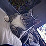 Blue is registered to the contest to win money with this photo: cat, gray_cat, white_fur, pet, indoor, quilted_surface, tapestry, television, room, curious, whiskers, ears, relaxed, feline, cozy, soft_light, home, animal, fur, portrait