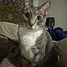 Blue joined the competition — help win amazing prizes! cat, gray_cat, white_chest, pet, indoor, bed, blanket, tapestry, curious, animal, feline, cute, domestic_cat, cozy, fur, whiskers, ears, eyes, resting, home