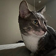 Blue is registered to the contest to win money with this photo: cat, tabby, whiskers, bed, indoor, pet, feline, closeup, fur, animal, curious, looking_away, white_chest, striped, domestic_cat, resting, muzzle, ears, side_view, quiet