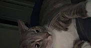 Blue joined the competition — help win amazing prizes! cat, gray_cat, white_cat, pet, indoor, low_light, animal, feline, whiskers, curious, lying_down, tattoo, person_arm, dark_background, closeup, domestic_cat, fur, ears, eyes, resting