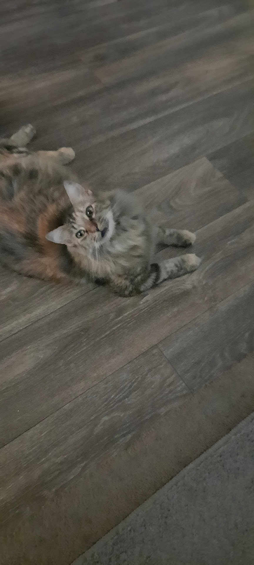 Mimi is registered to the contest to win money with this photo: cat, cat_face, feline, pet, fluffy, tabby, whiskers, paws, lying_down, wood_floor, indoor, curious, looking_up, portrait, fur_pattern, domestic_animal, flooring, carpet_edge, closeup, relaxed