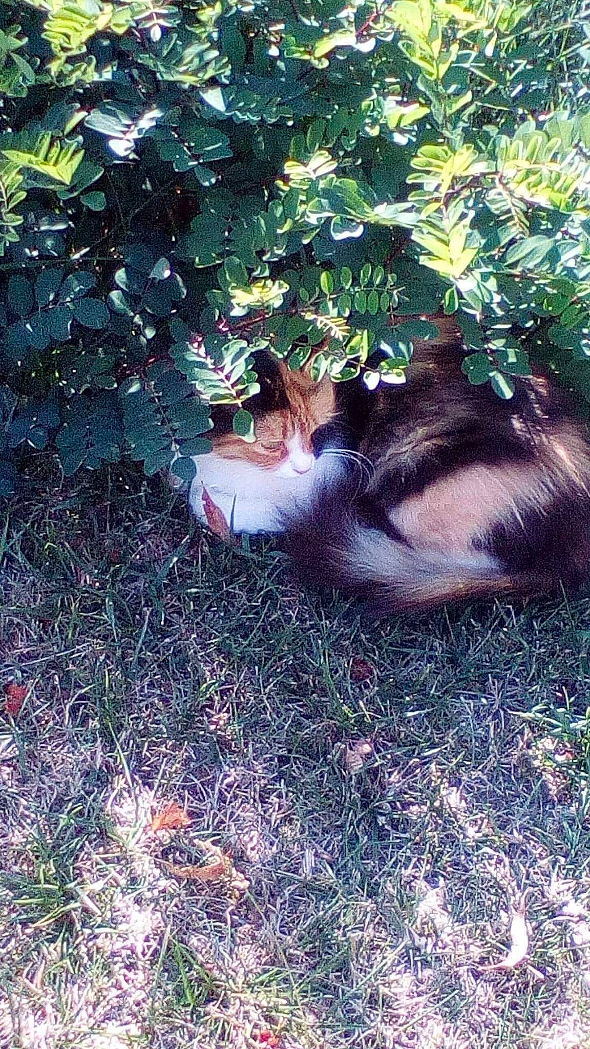 Malice a rejoint le concours — aidez-le/la à gagner de superbes lots ! branch, carnivore, cat, fawn, felidae, fur, grass, groundcover, plant, shadow, shrub, small_to_medium_sized_cats, soil, tail, terrestrial_animal, tints_and_shades, tree, whiskers, wilderness, wood