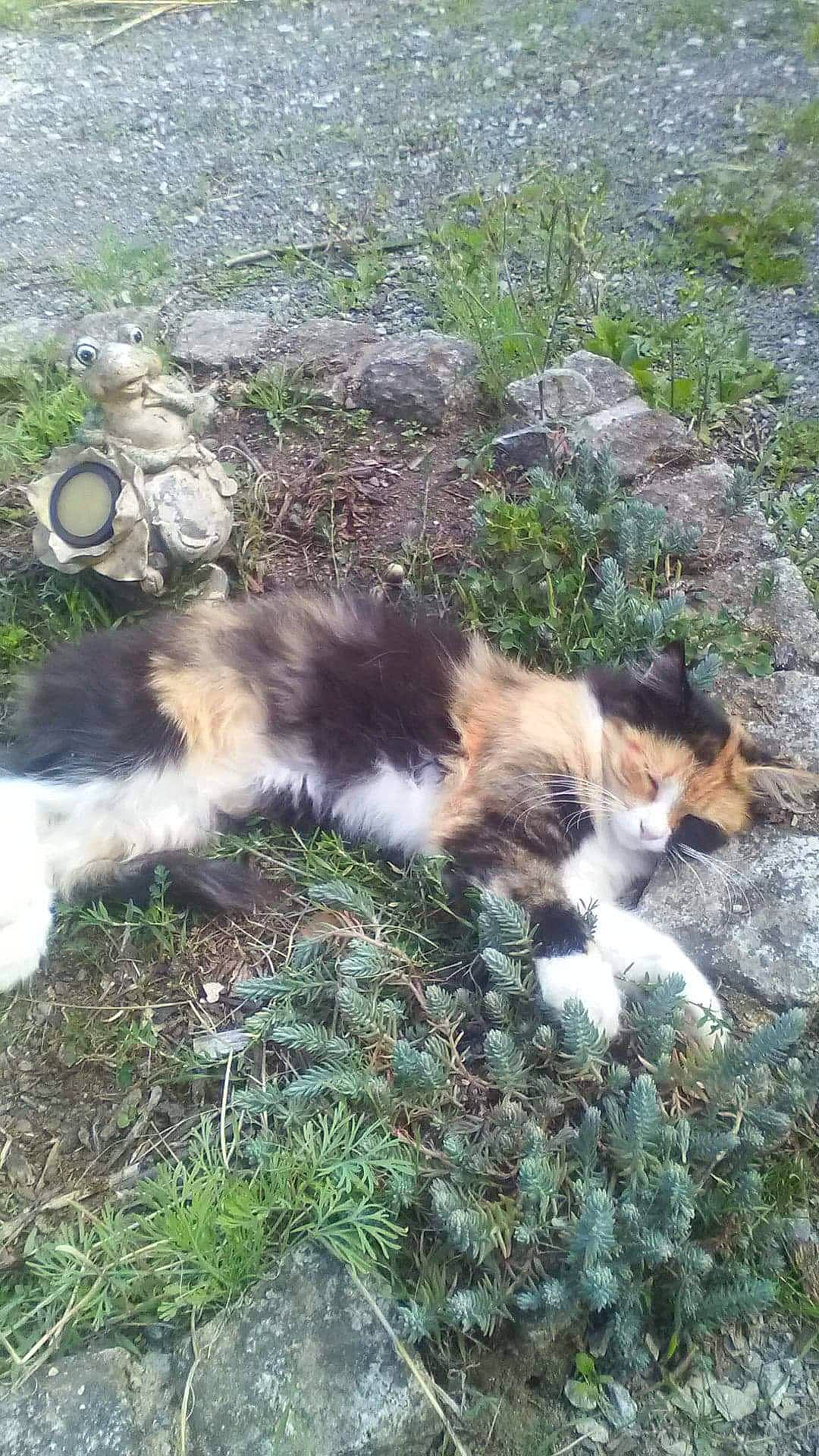 Malice a rejoint le concours — aidez-le/la à gagner de superbes lots ! carnivore, cat, companion_dog, dog_breed, domestic_short_haired_cat, fawn, felidae, fur, grass, groundcover, mammal, plant, small_to_medium_sized_cats, soil, sporting_group, tail, terrestrial_animal, tree, whiskers, wildlife