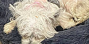 Sasha joined the competition — help win amazing prizes! dog, sleeping, pet_bed, white_dog, fluffy, harness, indoor, cozy, resting, fur, canine, animal, carpet, relaxing, cute, domestic_animal, bedroom, home, comfort, peaceful