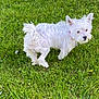 Sasha joined the competition — help win amazing prizes! dog, white_dog, grass, outdoor, pet, canine, collar, animal, curious, fur, nature, small_dog, ears_up, greenery, park, daylight, standing, mammal, cute, fluffy