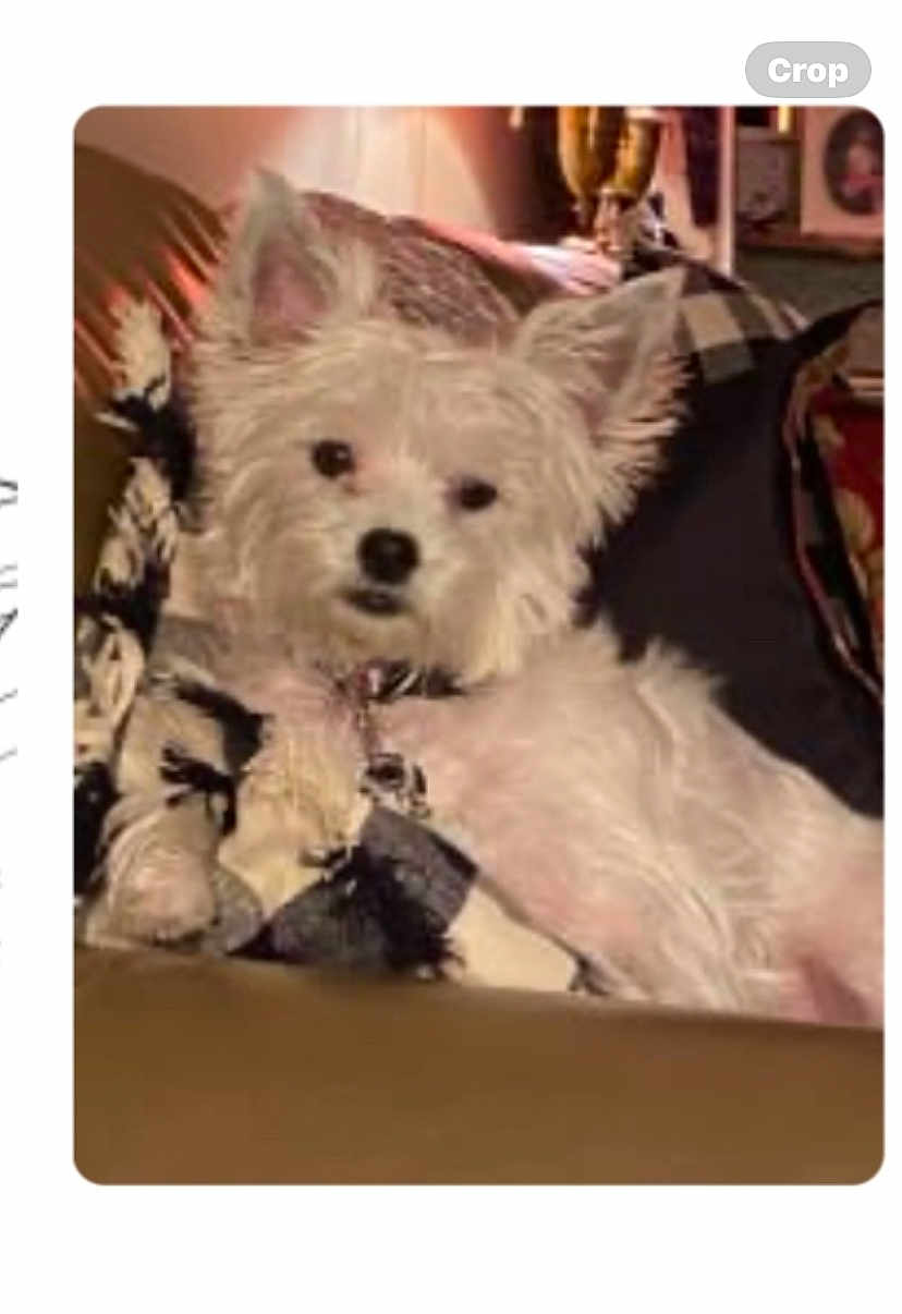 Sasha is registered to the contest to win money with this photo: dog, white_dog, couch, pillow, indoor, pet, fur, ears, relaxed, animal, companion, furniture, domestic, cute, small_dog, living_room, home, resting, cozy, curious