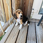 Alba a rejoint le concours — aidez-le/la à gagner de superbes lots ! animal, beagle, black, brown, cute, daylight, dog, door, ears, outdoor, pet, planks, porch, puppy, rope, sitting, white, wood, wooden_swing, young