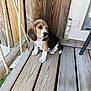 animal, beagle, black, brown, cute, daylight, dog, door, ears, outdoor, pet, planks, porch, puppy, rope, sitting, white, wood, wooden_swing, young