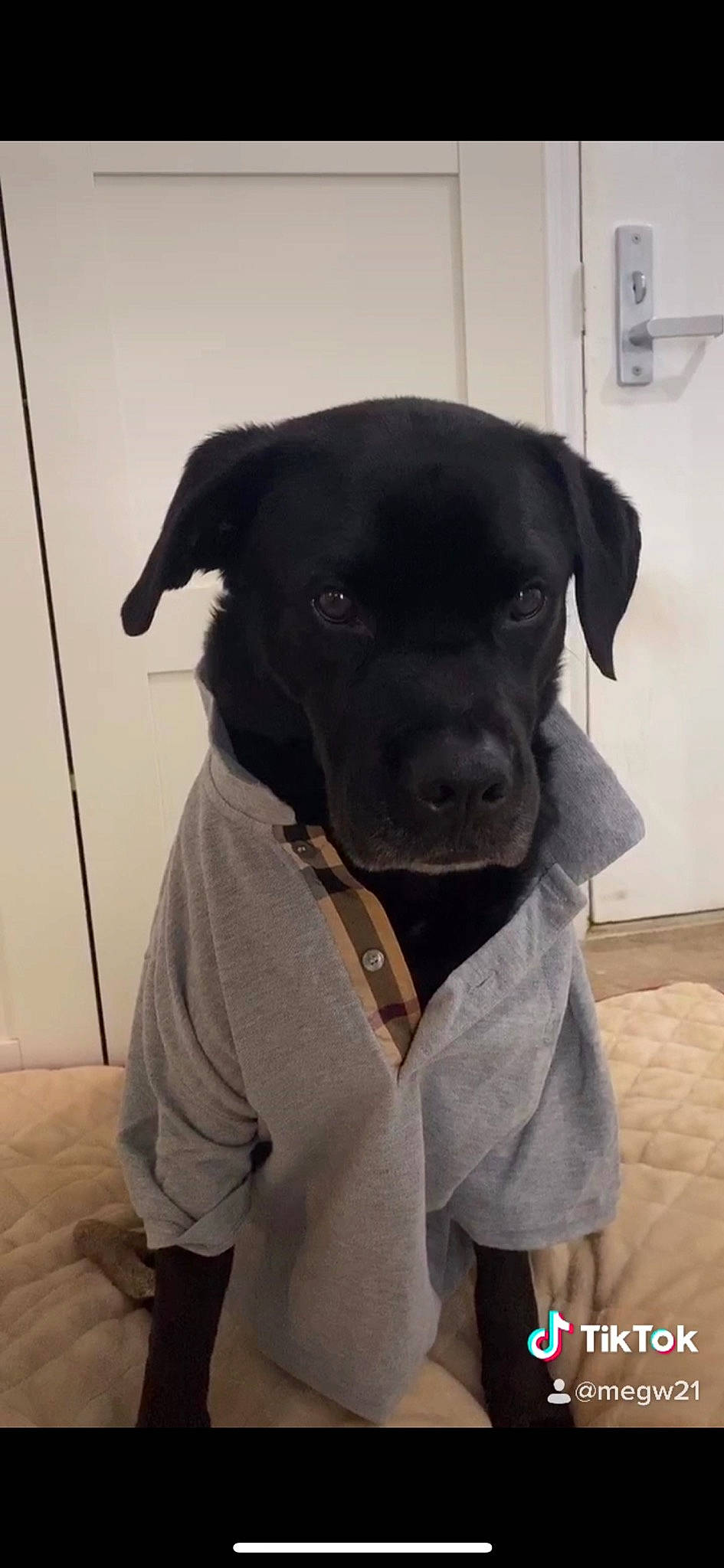 Jagger Quincy Wallace joined the competition — help win amazing prizes! beagador, borador, canidae, carnivore, companion_dog, dog, dog_breed, fawn, labrador_retriever, patterdale_terrier, puppy, rare_breed_dog, retriever, snout, sporting_group