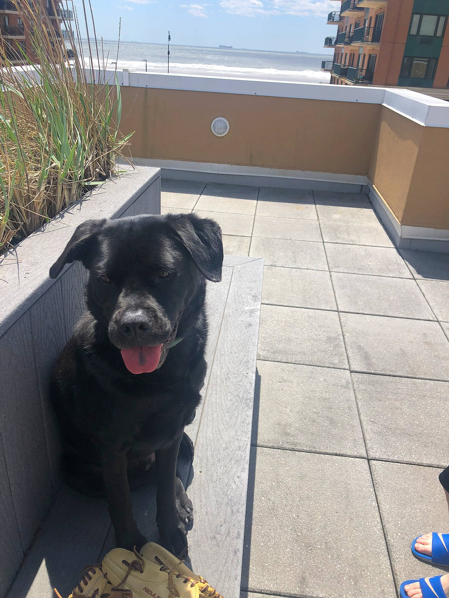 Jagger Quincy Wallace joined the competition — help win amazing prizes! canidae, carnivore, companion_dog, dog, dog_breed, fawn, guard_dog, labrador_retriever, patterdale_terrier, retriever, snout, sporting_group