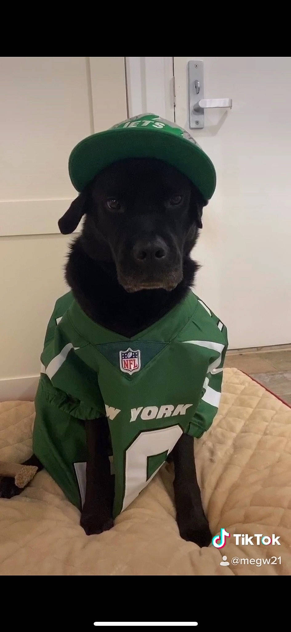 Jagger Quincy Wallace joined the competition — help win amazing prizes! canidae, companion_dog, costume, dog_breed, dog_clothes, green, non_sporting_group, personal_protective_equipment, schipperke, snout, sporting_group