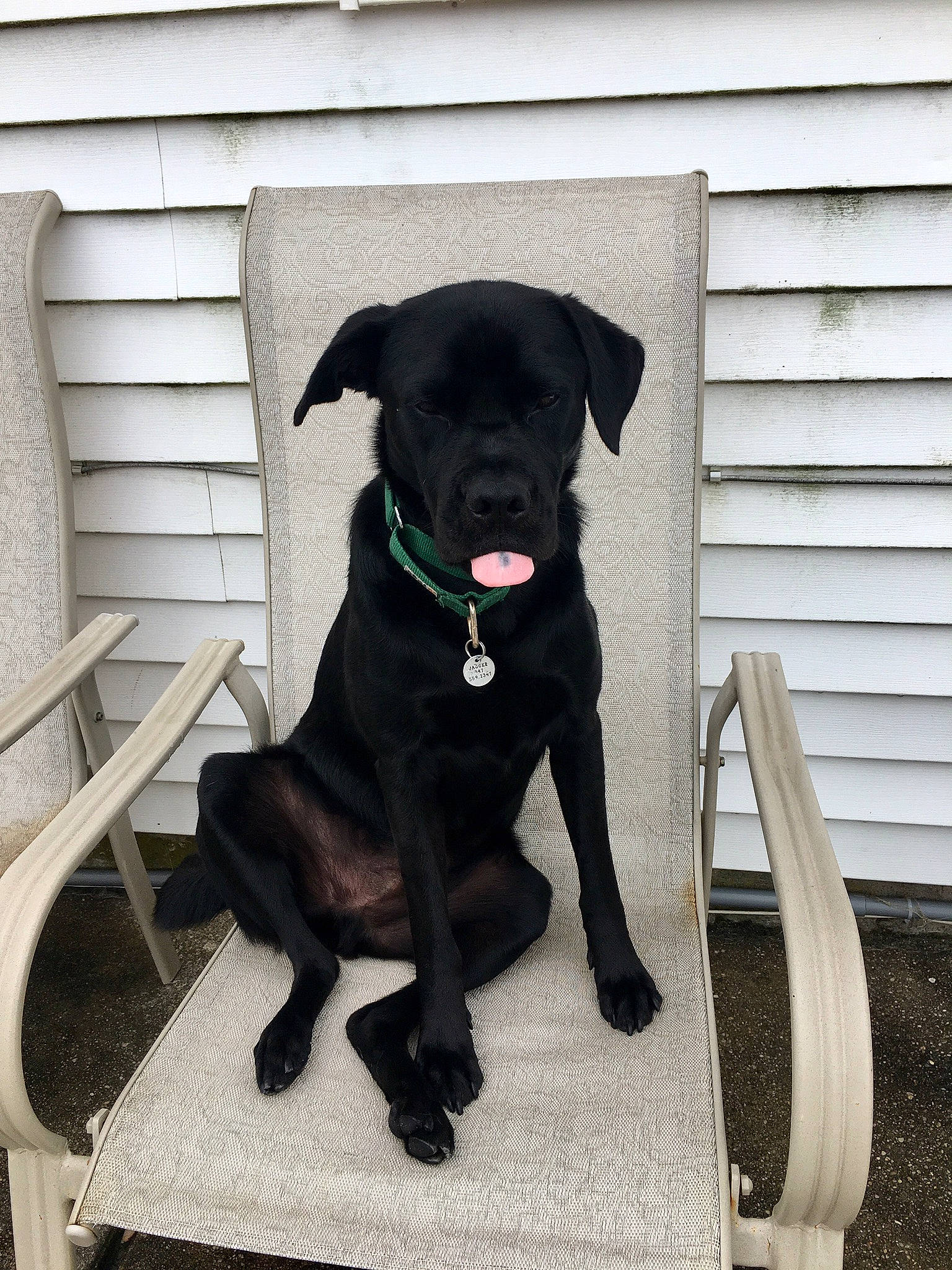 Jagger Quincy Wallace joined the competition — help win amazing prizes! beagador, borador, canidae, carnivore, companion_dog, dog, dog_breed, guard_dog, labrador_retriever, mammal, patterdale_terrier, puppy, rare_breed_dog, snout, sporting_group, tail, vertebrate