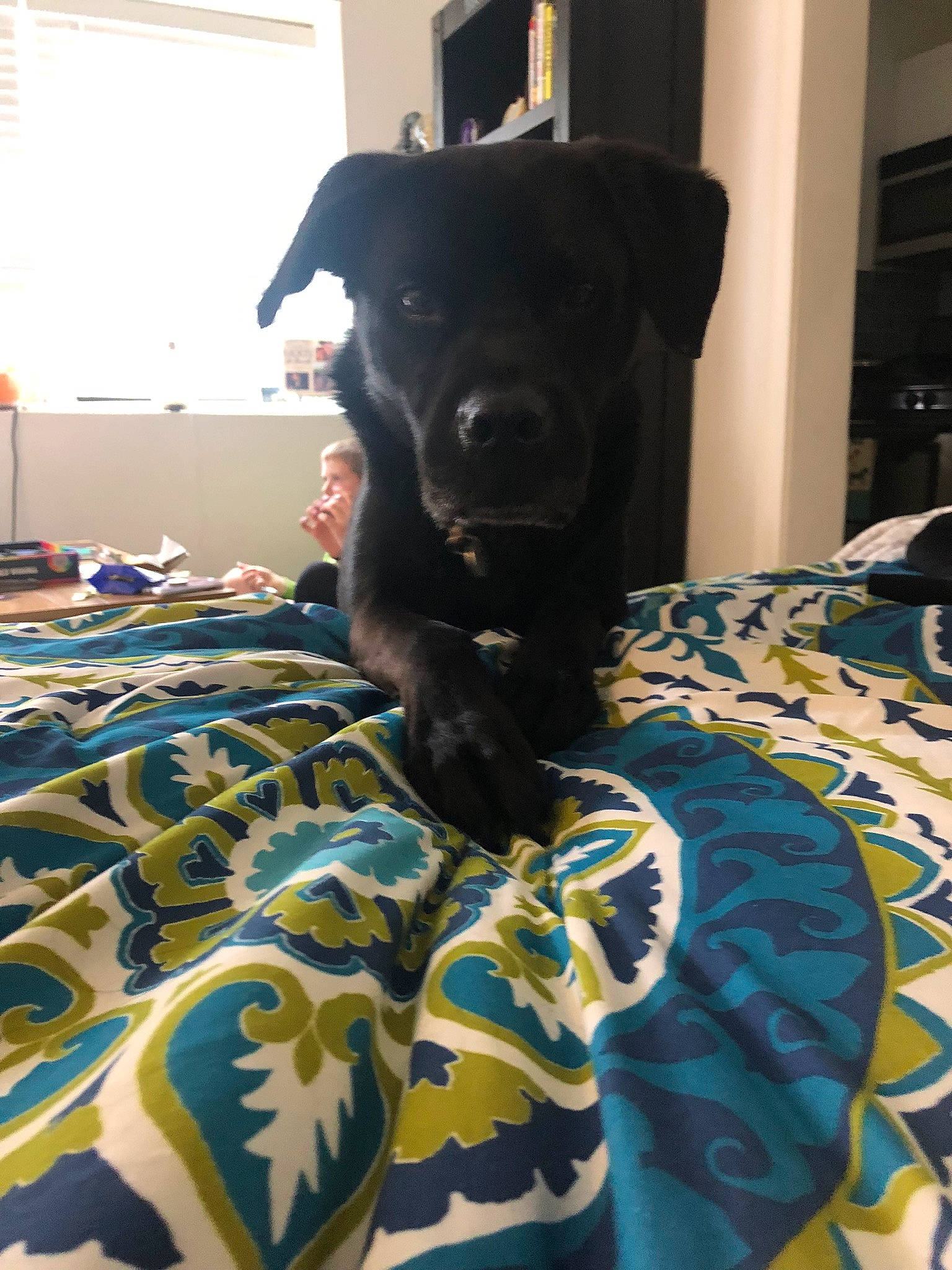 Jagger Quincy Wallace joined the competition — help win amazing prizes! bed, bedding, black, borador, canidae, carnivore, companion_dog, dog, dog_breed, fur, furniture, labrador_retriever, linens, non_sporting_group, patterdale_terrier, puppy, snout, sporting_group