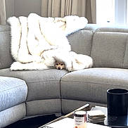 Fendi is registered to the contest to win money with this photo: dog, blanket, sofa, couch, living_room, pet, fur, cozy, modern, window, curtains, coffee_table, books, luxury, decor, home, interior, small_dog, resting, indoor