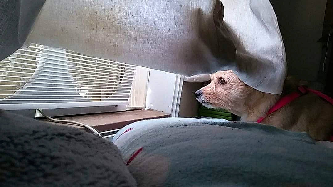 Babygirl joined the competition — help win amazing prizes! bedding, car_seat, carnivore, comfort, companion_dog, dog, dog_breed, fawn, felidae, grey, human_leg, linens, mammal, small_to_medium_sized_cats, snout, tail, tints_and_shades, vertebrate, whiskers, window