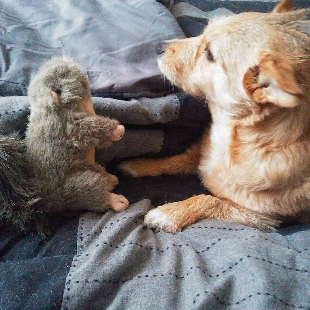 Babygirl is registered to the contest to win money with this photo: canidae, carnivore, claw, comfort, companion_dog, dog, dog_breed, fawn, fur, liver, paw, primate, retriever, snout, sporting_group, terrestrial_animal, toy, whiskers, wildlife, working_animal