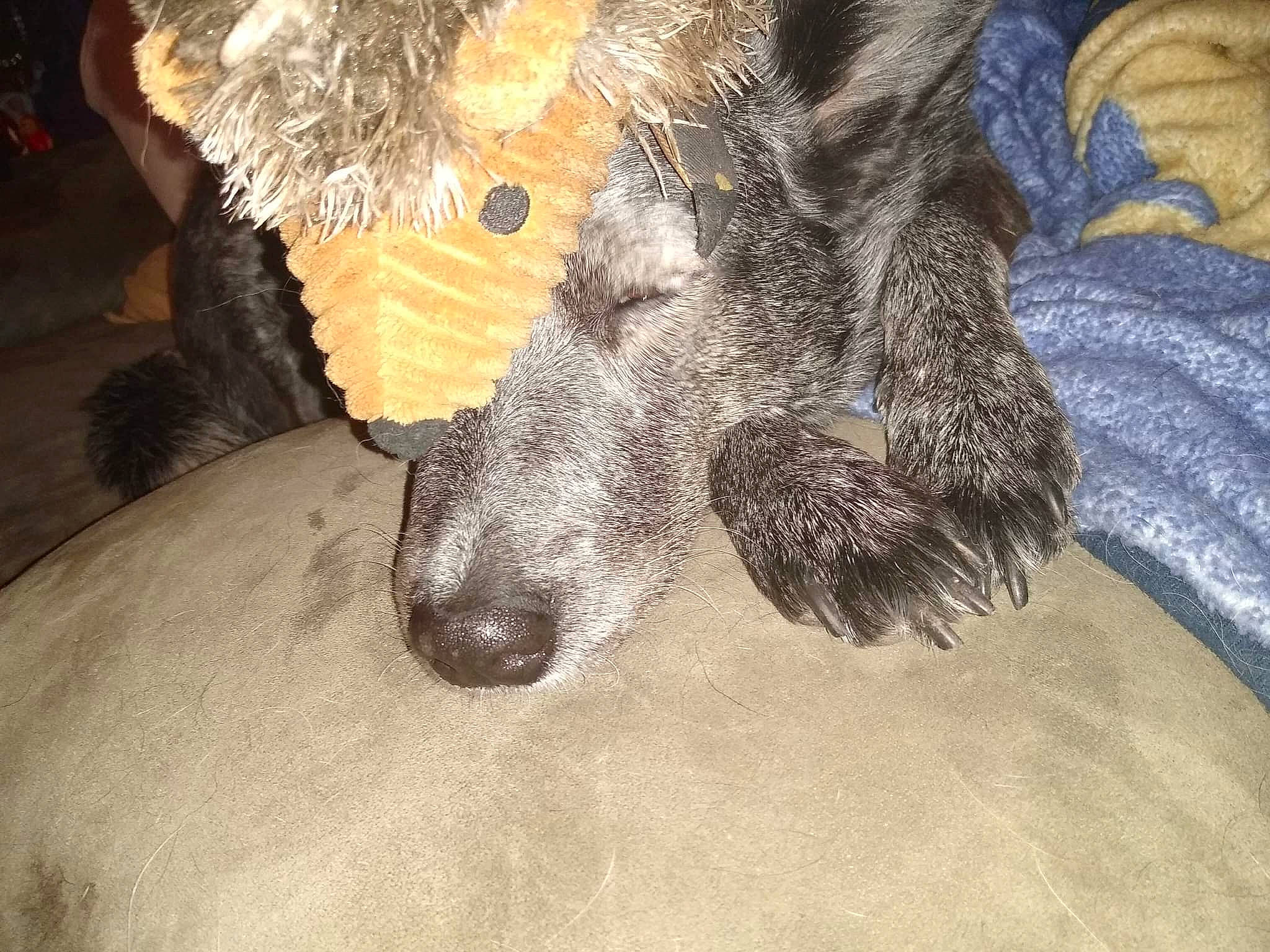 Jenny joined the competition — help win amazing prizes! canidae, carnivore, claw, companion_dog, dog, dog_breed, fang, felidae, fur, grey, guard_dog, human_leg, paw, snout, sporting_group, tail, terrier, whiskers, wildlife, working_animal