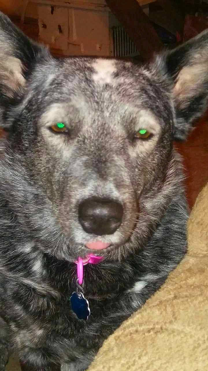 Jenny is registered to the contest to win money with this photo: ancient_dog_breeds, canidae, canis, carnivore, collar, companion_dog, dog, dog_breed, dog_collar, eye, fur, herding_dog, mirror, mudi, snout, sporting_group, whiskers, working_animal, working_dog