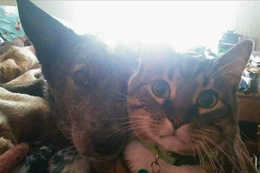 Jenny is registered to the contest to win money with this photo: carnivore, cat, domestic_short_haired_cat, ear, event, fawn, felidae, fur, grass, happy, paw, small_to_medium_sized_cats, snout, whiskers