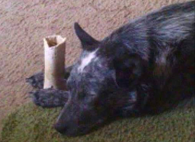 Jenny is registered to the contest to win money with this photo: australian_cattle_dog, canidae, carnivore, dog, dog_breed, fur, grass, guard_dog, herding_dog, mammal, snout, soil, sporting_group, terrestrial_animal, whiskers, wildlife, working_animal, working_dog